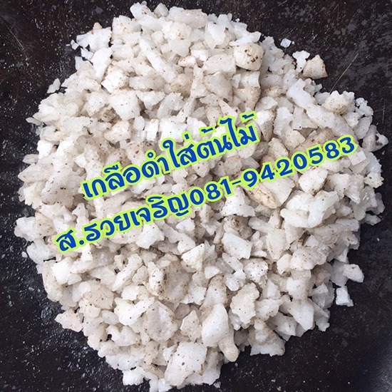 ขายเกลือดำใส่ต้น เกลือดำปรับสภาพดิน