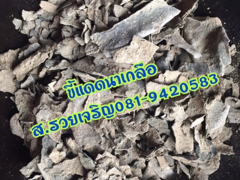 ขี้แดดนาเกลือ