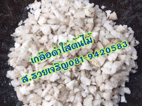 จำหน่ายเกลือดำสำหรับใส่ต้นไม้